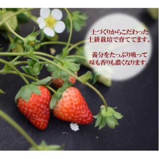 赤のコラボ「古都華」と「ゆめのか」(それぞれ9粒~11粒)【配送不可地域:離島】