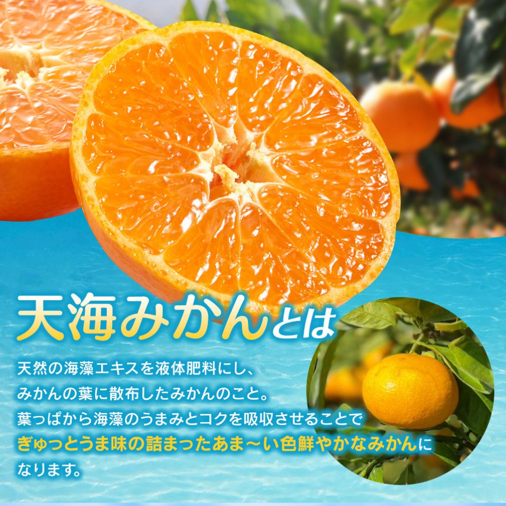 完熟早生みかん　宮川早生５kg※2025年12月から順次発送予定※ 【期間限定・12/20まで】/ 和歌山県 ミカン フルーツ 果物 柑橘 田辺市 【nak006-1】