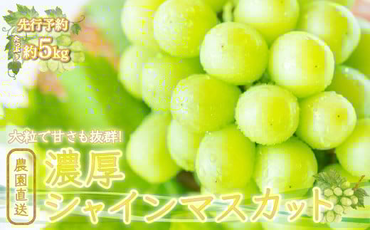
            ＜25年発送先行予約＞農園直送！濃厚シャインマスカット たっぷり約5kg※クール便配送 109-005
          