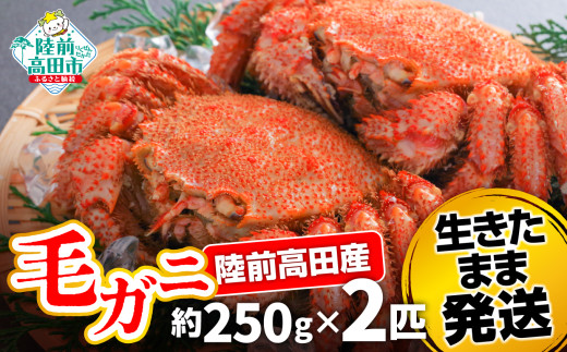 【毛ガニ 約250g×2匹】 陸前高田産 毛ガニ 生きたまま発送！ 【 かに カニ 魚介類 旬 鮮度抜群 産地直送 三陸産 】 RT2658-250g