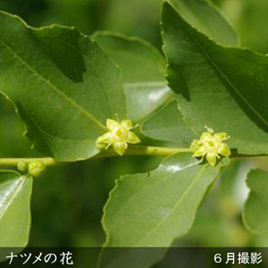 ＜すだ農園＞大苗 ◆ ナツメ(棗)[地中ポット苗]《果樹 果樹苗 落葉樹 苗木 育てやすい シンボルツリー》 ※2024年11月中旬～2025年4月末頃に順次発送予定 ※北海道・沖縄・離島への発送不可