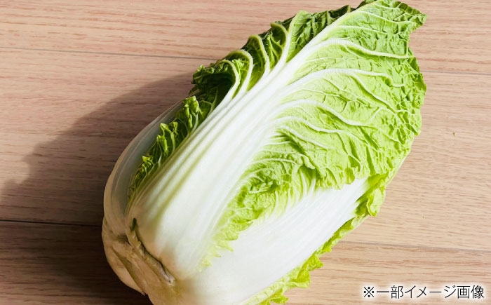 白菜　野菜　冬野菜　旬の野菜　国産　産地直送　農産物　旬野菜　国産野菜　農家　季節のお野菜　新鮮 採れたて 旬 お野菜