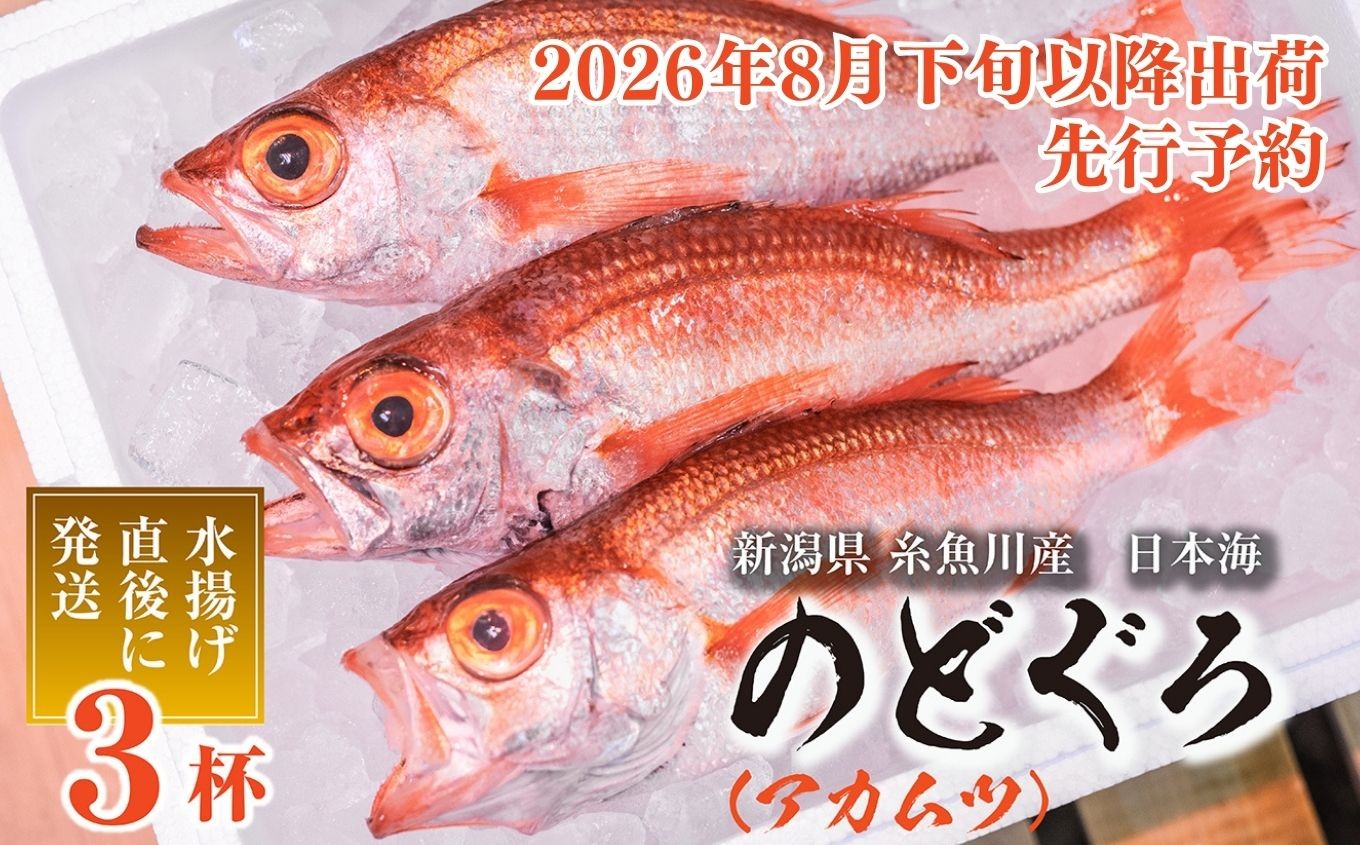 
                  【2026年8月以降発送】天然のどくろ (アカムツ) 3尾 約1kg 先行予約 鮮度抜群！水揚げ直後に発送 高級魚 生 刺身 煮付け 下処理可能 魚正 日本海 刺身 ノドグロ のどぐろ 赤ムツ
                