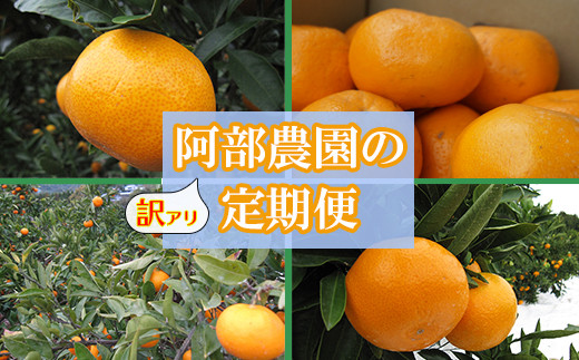 
            阿部農園の訳あり定期便C　田口早生・石地・青島・はるみ（11月・12月・1月・2月） ／ ミカン みかん 蜜柑 柑橘類 定期便 訳あり 先行予約 温州みかん 11月 12月 1月 2月 ＜112-803＞
          