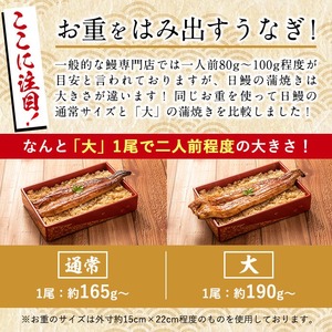 日ノ本一の鰻の蒲焼き＜大＞2尾(計380g以上) うなぎ 鰻 ウナギ 国産 鹿児島県産 九州産 蒲焼き 冷凍 うな重 ひつまぶし b1-018