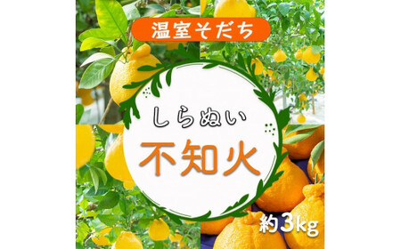 和歌山 有田 広川 不知火 しらぬい デコポン 果物 くだもの ギフト / 【ふるさと納税】温室しらぬい約3kg（7～8玉入） 不知火 贈答用 化粧箱入　※2024年11月下旬～12月下旬頃順次発送予