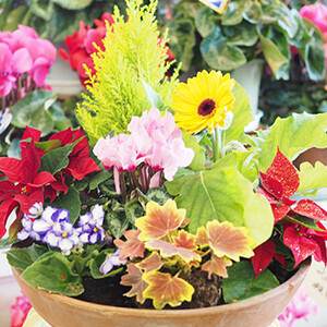 【定期便】【全6回定期便】1年中季節のお花が楽しめる！旬のお花盛り合わせ（2か月に1回お届け）【11100-0735】