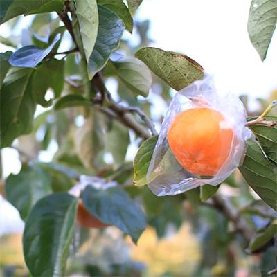 ふるさと納税 紀の川市 観音山漆黒ゴマ蜜の紀の川柿 2kg |  | 02