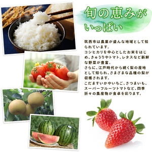 麦茶 500ml 24本 麦茶