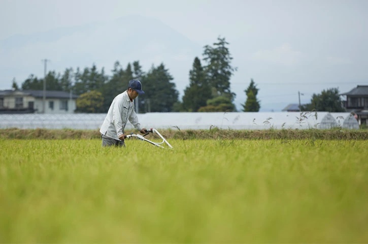 令和7年産　岩手県矢巾町　ひとめぼれ精米10kg