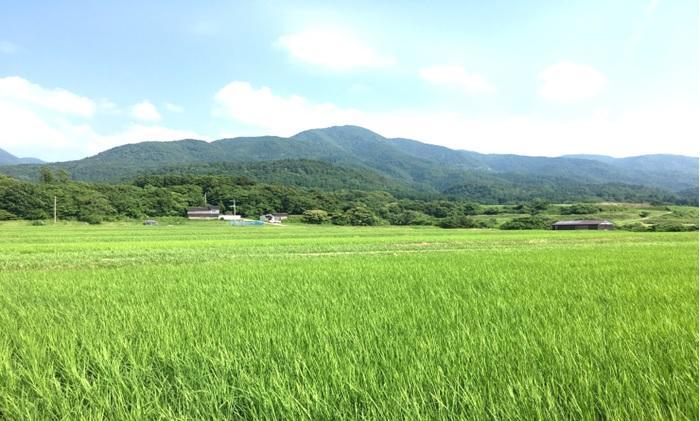 佐渡産こしひかり　真空包装1kg×4袋