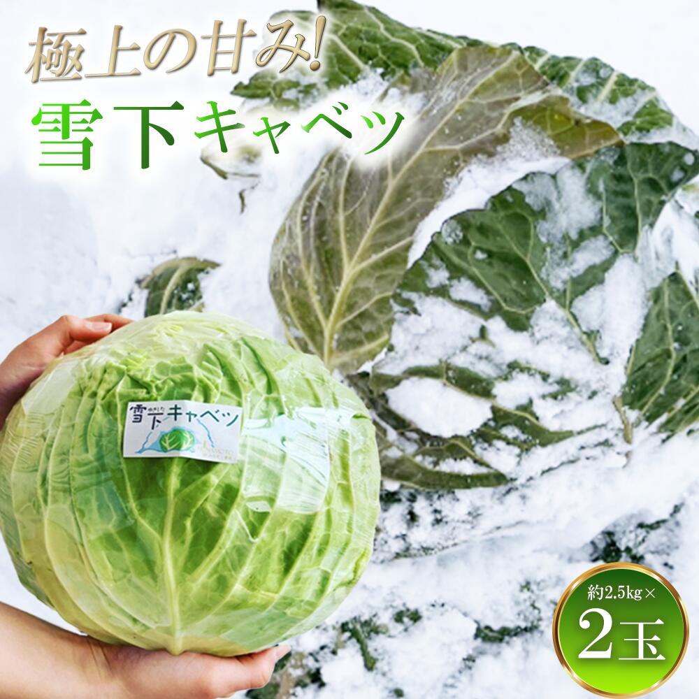 【ふるさと納税】【先行予約】2027年1月中旬より発送！大きな雪下キャベツ約2.5kg×2玉　野菜 常備菜 高糖度 甘い サラダ コールスロー 浅漬け ロールキャベツ ポトフ やさい キャベツ 福島県 喜多方市　【07208-0789】