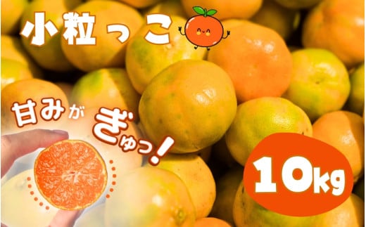 温州みかん 「小粒っこ」 10kg※箱込み  (極早生・早生・中生・晩稲)【2S～3Sサイズおまかせ】【2025年10月中旬～2026年1月下旬までに順次発送】＜味好農園＞/温州 みかん 小玉 蜜柑 柑橘 みかん 極早生 早生 中生 晩稲 小粒 果物 フルーツ 【agy006A】