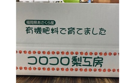 【先行予約】 梨 新高梨 甘熟 味に自信あり！！約5kg 5～10玉入 梨