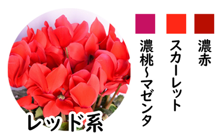 【色で選べる】花巻温泉バラ園で育てたシクラメン＜2026年11月より順次発送＞レッド系【2279-1】
