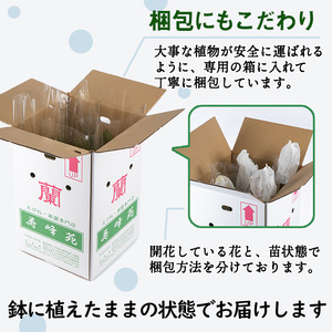 【個数限定】えびね蘭 寿峰苑特選店主おすすめDコース えびね蘭 蘭 春咲き 鉢花 鉢植え 花 はな フラワー【D-013H】