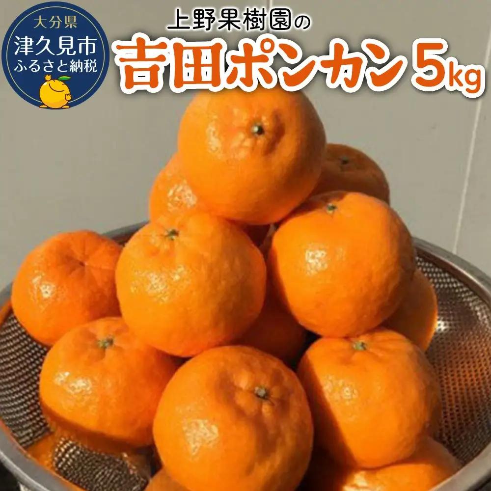 上野果樹園の吉田 ポンカン 5kg | ポンカン 津久見市