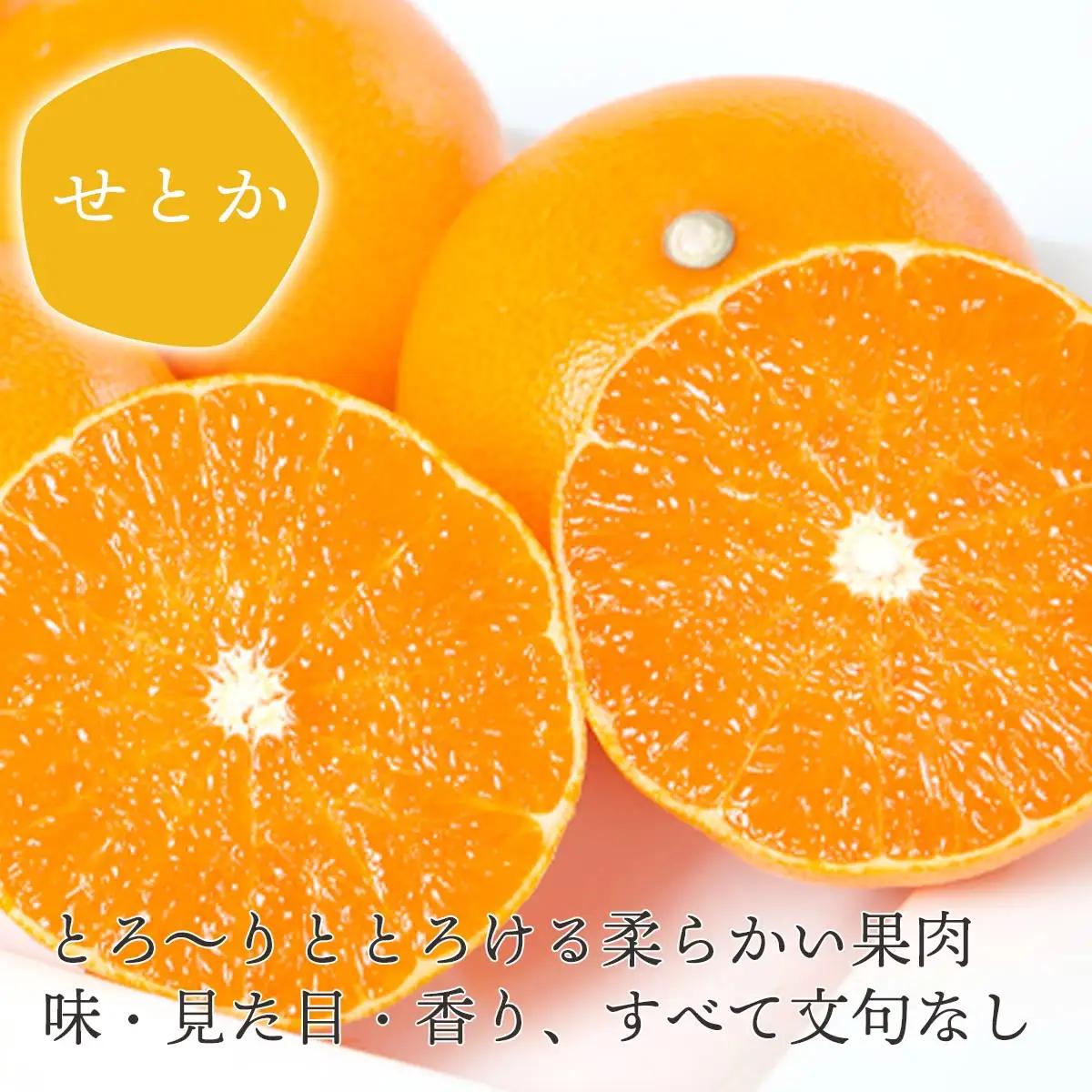 【発送月固定定期便】愛媛みかん小玉6kg(訳)×せとか3kg(訳)【G25-273】全2回【4071217】 YWTAP214