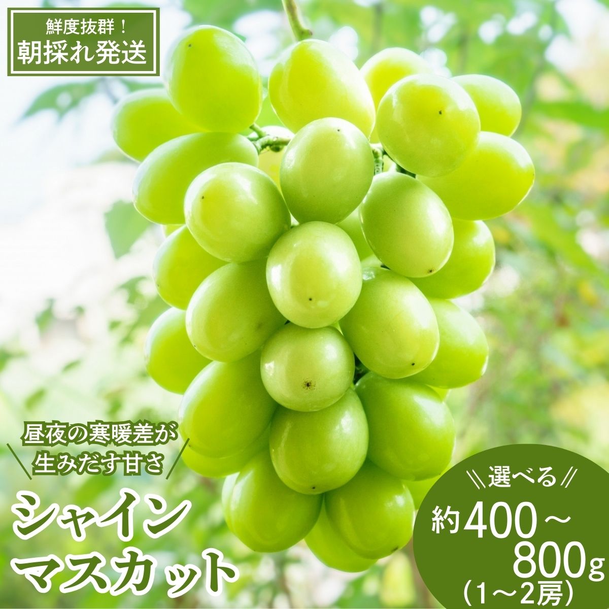 【ふるさと納税】[先行受付]もてぎ育ちのシャインマスカット 約400g～約800g（1～2房）| シャインマスカット ぶどう 葡萄 ブドウ フルーツ 果物 ギフト 贈り物 もてぎプラザ 栃木県 茂木町