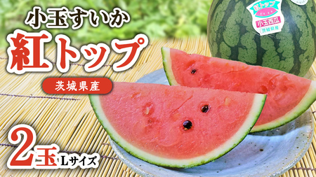 【 先行予約 】 希少品種 「 紅トップ 」 茨城県産 小玉 すいか  2玉入り Lサイズ スイカ [AG003ci]