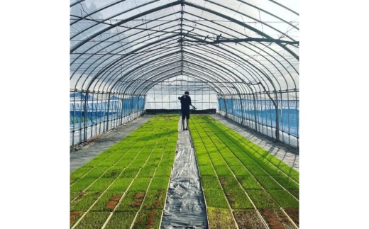 【令和7年度産 新米予約】 米 里山のつぶ 10kg(10kg×1袋) 白米 精米 ※2025年11月下旬頃より順次発送予定 ※沖縄・離島への配送不可