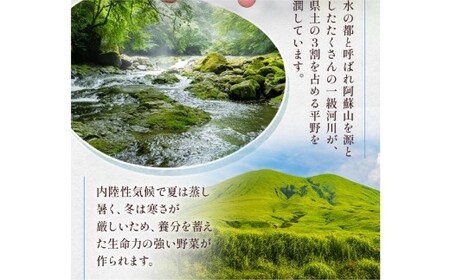 【 3か月 連続 定期便 】 熊本県 10品目 野菜 セット 3ヶ月 定期便 フレッシュ 新鮮 野菜 青果 サラダ おまかせ お任せ 厳選 お楽しみ ランダム 冷蔵