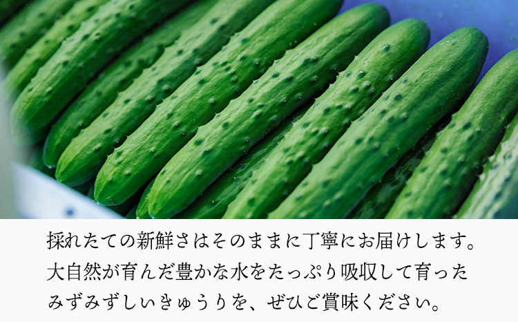 宮崎県高原町産きゅうり5kg（45～60本）　[国産 九州産 サラダ お料理 ワンストップオンライン 10000円以下] TF0906ｰP00082