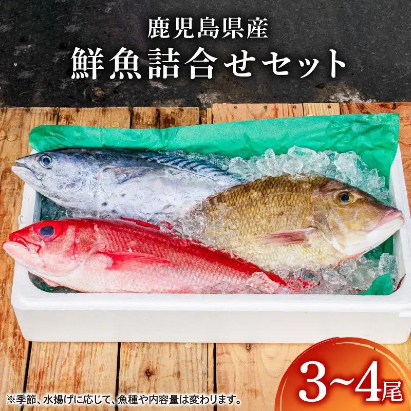 2530 鹿児島県産鮮魚詰合せセット（3～4尾） KN025-004-01 サカナカケル ふるさと納税 鹿児島 鹿屋市 おすすめ ランキング プレゼント ギフト