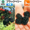 【ふるさと納税】ブラックベリー（冷凍）3kg フルーツ 果物