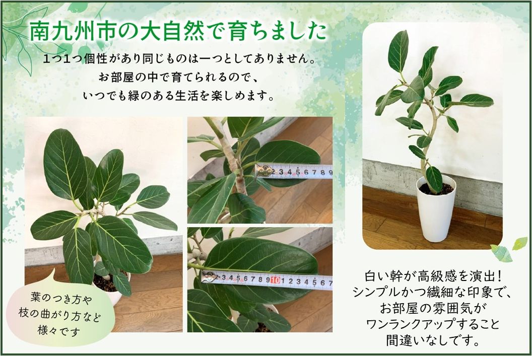 066-15 観葉植物 ベンガレンシス7号サイズ1鉢