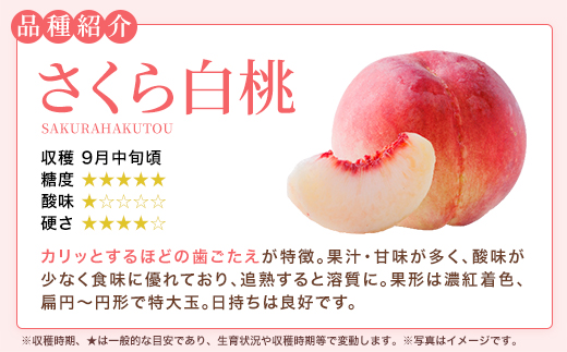 もも【さくら白桃・2027年産先行予約】特秀　5kg　桑折町産　JAふくしま未来　桃 ／ もも モモ 白桃 さくら白桃 桃 フルーツ 旬の果物 特秀品 高品質 果汁たっぷり やわらかい 甘い果物 夏ギ