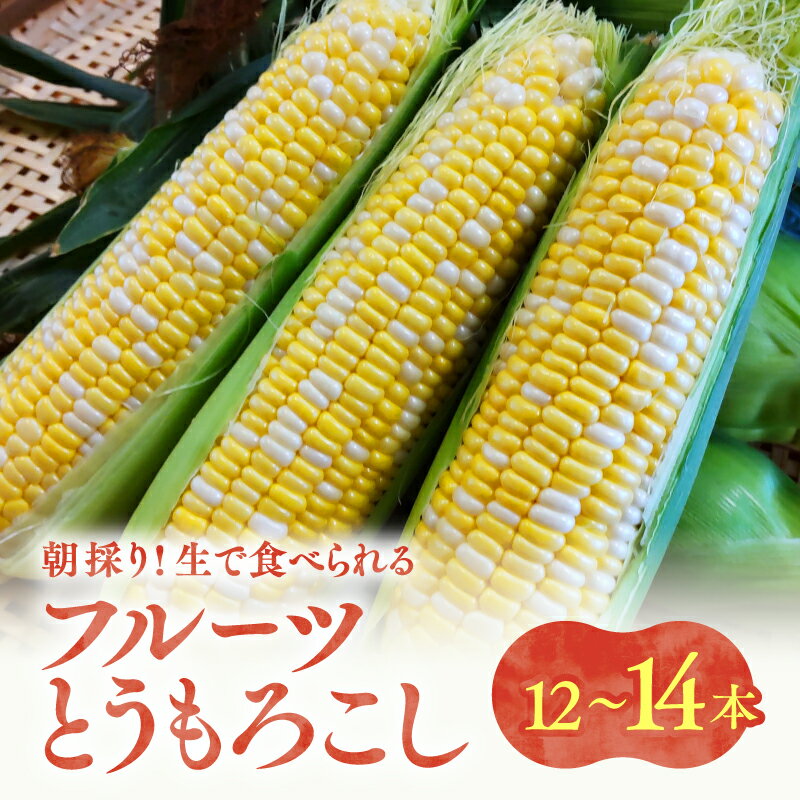 【ふるさと納税】【2026年先行予約】 朝採り フルーツとうもろこし (12～14本)＜2026年7月中旬～順次発送＞ たはたタカハシ | 甘い 生で食べられる とうもろこし トウモロコシ 野菜 朝取り 生食 おやつ ふるさと納税 長野県 飯田市 南信州 CA01