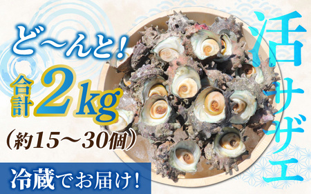 【先行予約】【期間限定】朝獲れ直送!若狭の天然活サザエ 2kg [A-012024]