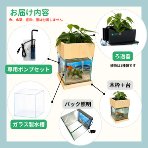 せせらぎビオトープ　25cm型照明+木枠台セット（ガジュマル＋他1種）