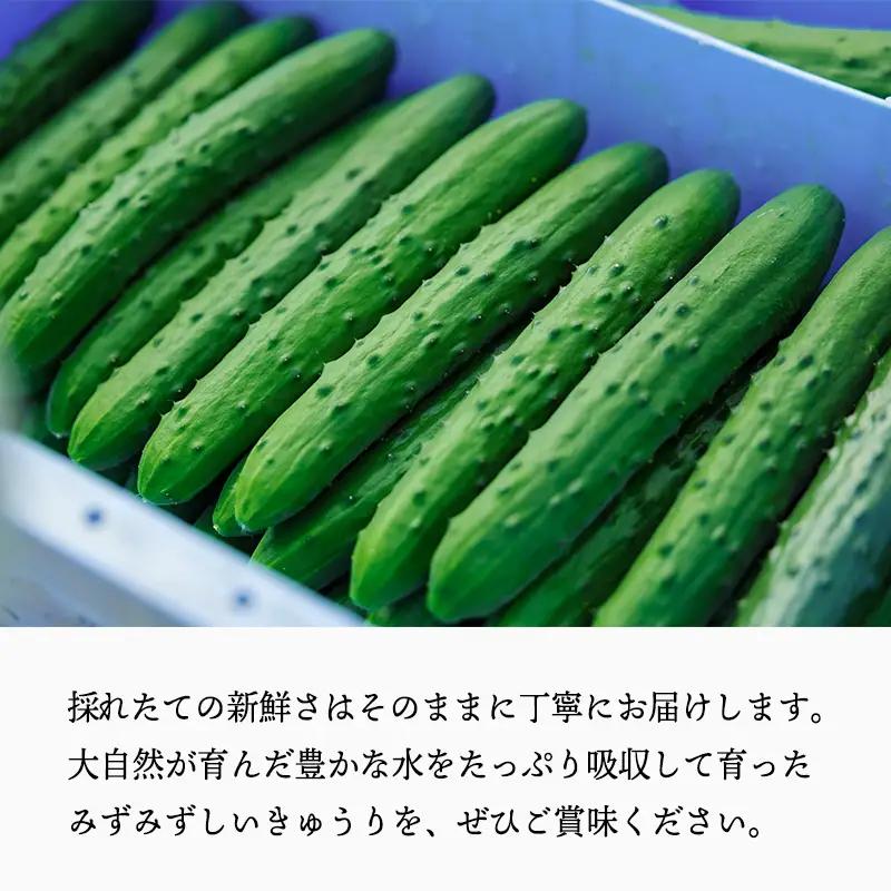 【先行受付10月収穫分】宮崎県高原町産きゅうり5kg（45～60本）　[国産 九州産 サラダ お料理 ワンストップオンライン 10000円]  TF0906-P00082