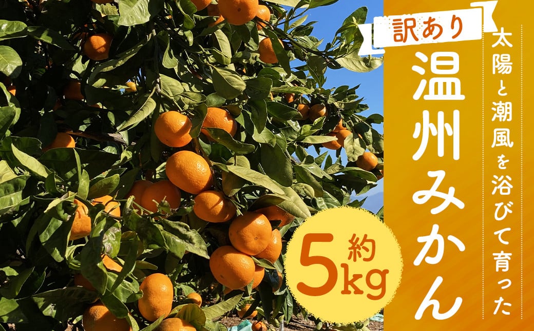 
            【訳あり】  太陽と潮風を浴びて育った 長崎県時津町産 温州みかん 約5kg【2025年11月上旬~2025年12月下旬に順次発送予定】
          