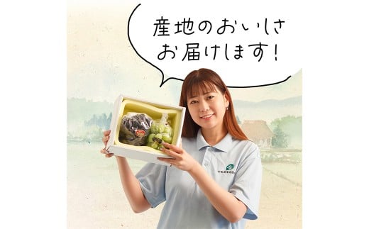 岡山県産 ぶどう詰合 ／ ニューピオーネ 1房 ・ シャインマスカット 晴王 1房 （各480g以上） 化粧箱入り 【2026年8月下旬-10月上旬迄発送予定】 ／ 葡萄 ぶどう マスカット 果物 果