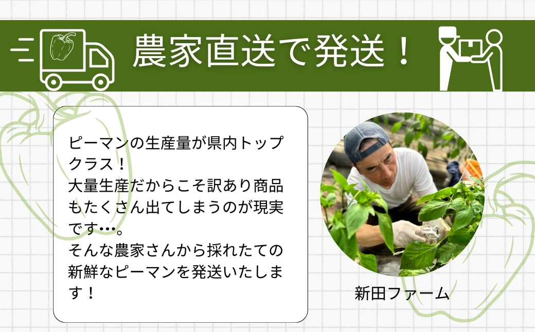 農家さん応援！ 【訳あり】 ピーマン 3kg 農家直送 野菜 新鮮 BBQ 焼肉 国産 おすすめ 送料無料 緊急支援品 生活応援 コロナ支援 福島県 田村市 新田ファーム