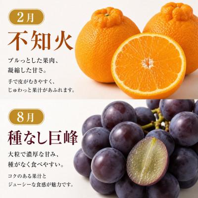 ふるさと納税 有田川町 【発送月固定定期便】紀州和歌山産旬のフルーツセット(種なし巨峰・シャイン・みかん・不知火)全4回 |  | 01
