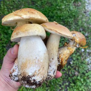 体験 北海道 季節のキノコ狩り 体験チケット 2枚 (2名様分) ioru 体験型 旅行 子供 大人 アクティビティ アウトドア スポーツ ギフト券 チケット 券 きのこ キノコ きのこ鍋 煮物 渓流