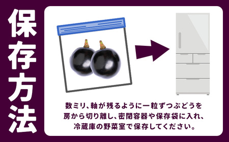 【先行予約】厳選 熊本県産のぶどうセット 約1kg 品種おまかせ ブラックビート ピオーネ 巨峰 【メロンドーム】 有限会社七城町特産品センター熊本県 菊池市 果物 フルーツ ぶどう ブドウ 葡萄 セ