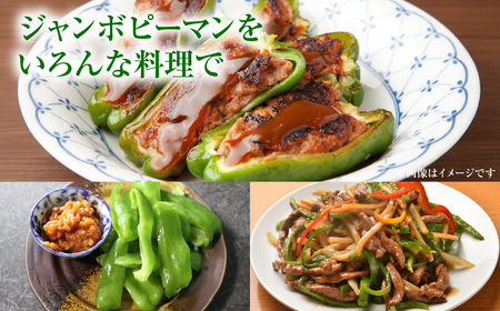 【先行予約】産地直送 とんがりジャンボピーマン 1.5kg 野菜 やさい 野菜炒め サラダ 夏野菜 新鮮 旬 無限ピーマン おつまみ BBQ バーベキュー 肉詰め 熊本県 八代市【2026年4月上旬よ