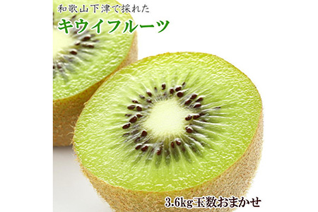 和歌山の下津で採れたキウイフルーツ約3.6kg（玉数おまかせ・秀品）] ｜ キウイ キウイ キウイ キウイ キウイ ※2026年1月中旬～3月上旬頃に順次発送予定