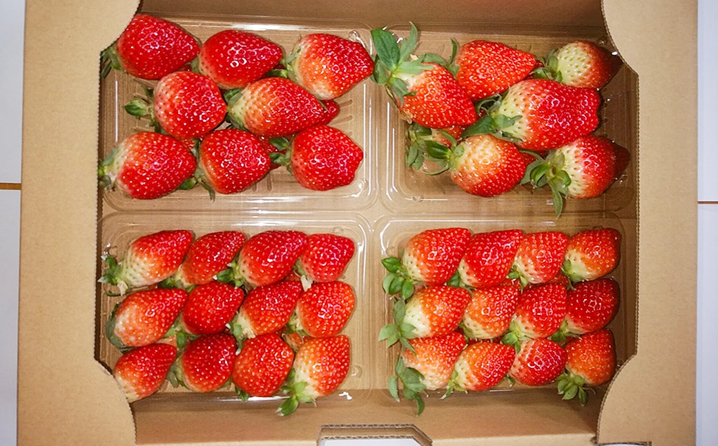 クリスマス用・数量限定 長崎県産いちごゆめの香 計約1kg
