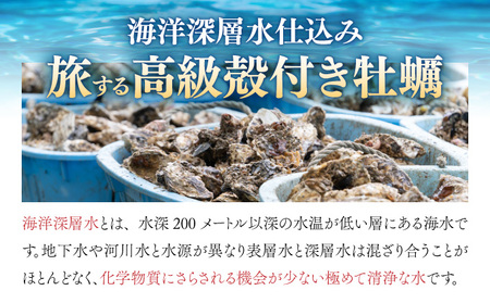 【国産】殻付き牡蠣 旅する牡蠣 プレミアムオイスター 室津 8～10個入り 室戸海洋深層水 生食用 生食 生ガキ 生食用カキ カキ 牡蠣 かき 魚貝類 冷蔵 先行予約 10000円 1万円 送料無料 