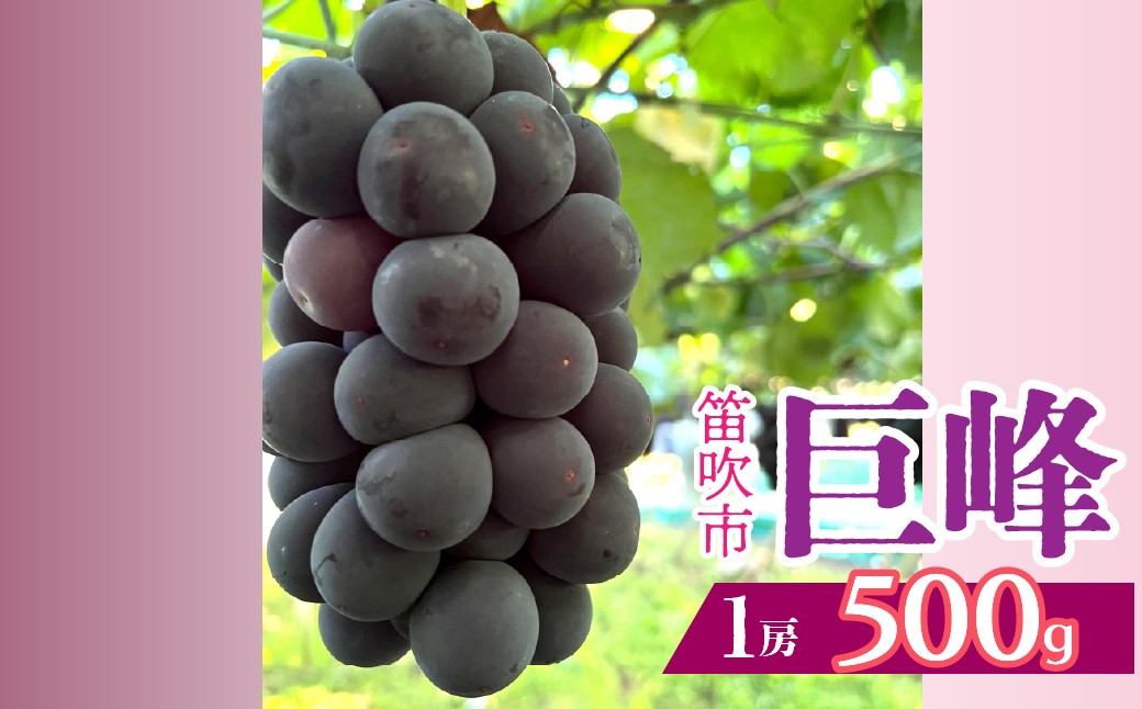 
            ＜2025年発送＞山梨県笛吹市産　巨峰　1房　約500kg 230-011-a｜ふるさと納税 巨峰 葡萄 ぶどう 果物 フルーツ 笛吹市 国産 旬 山梨県 送料無料
          