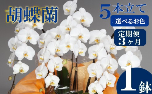 
                  【定期便3ヶ月】 胡蝶蘭 5本立て ピンク 白 訳あり ハイグレード スタンダード お祝い 須崎洋蘭園 SY10000-all
                