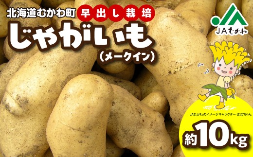 ＜2026年8月上旬より発送＞じゃがいも（メークイン） 【ふるさと納税 人気 おすすめ ランキング メークイン 馬鈴薯 バレイショ 芋 いも じゃがいも ジャガイモ 野菜 こだわり ご当地 むかわ 鵡川 北海道 むかわ町 送料無料 】 MKWAL2001