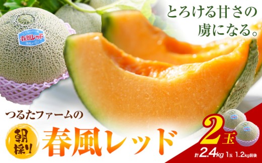 つるたファームの 朝採り 春風レッド メロン 1.2kg前後 2玉 株式会社七城の恵み《4月下旬-5月上旬に出荷予定》熊本県 菊池市 メロン つるたファーム