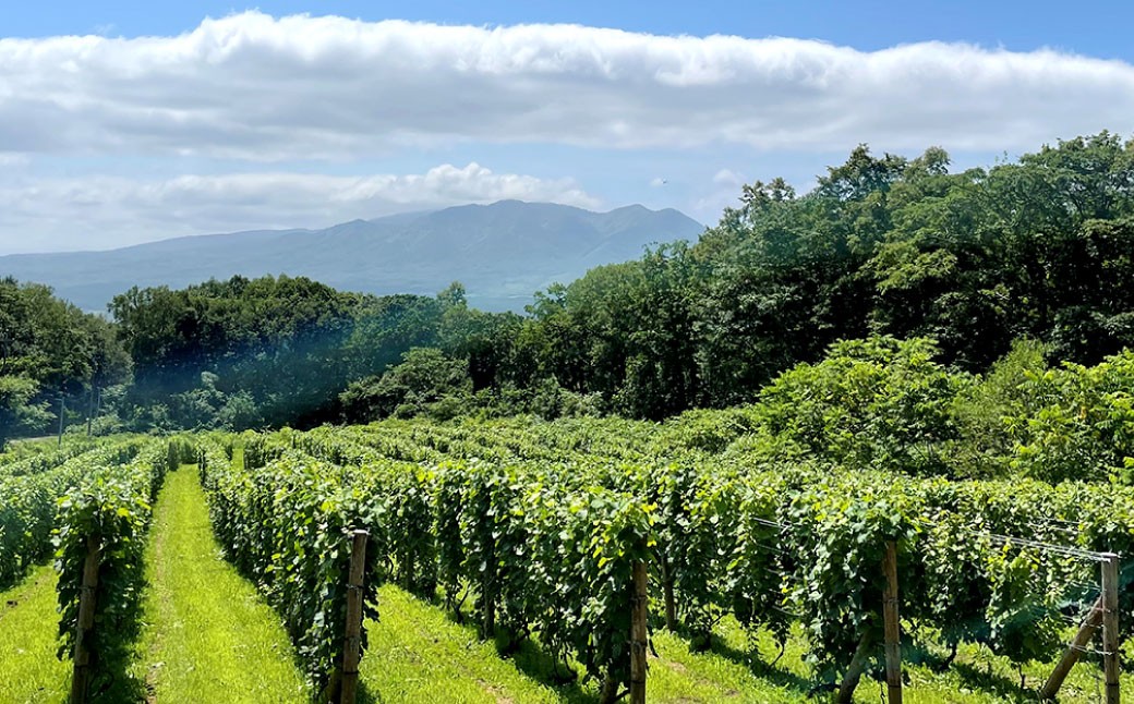 白ワインKamisato blanc2024/オレンジワイン山麓のアンバーPinot Gris2024